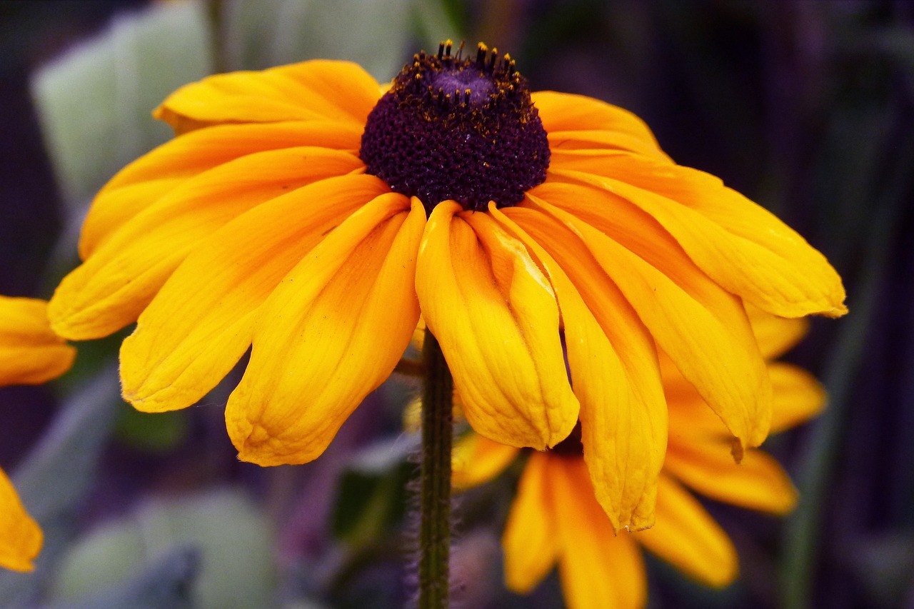 daisy flower garden free photo