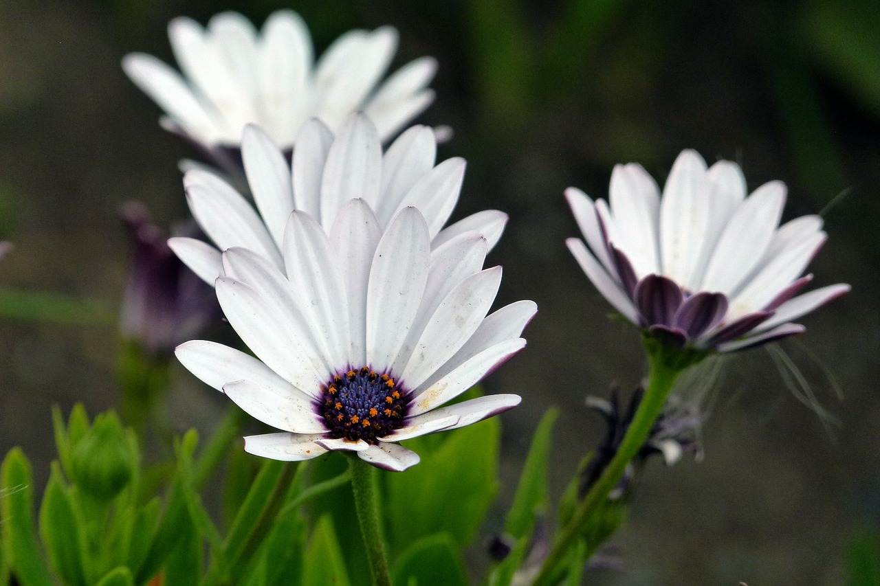 • daisy • flowers • blossom • free photo