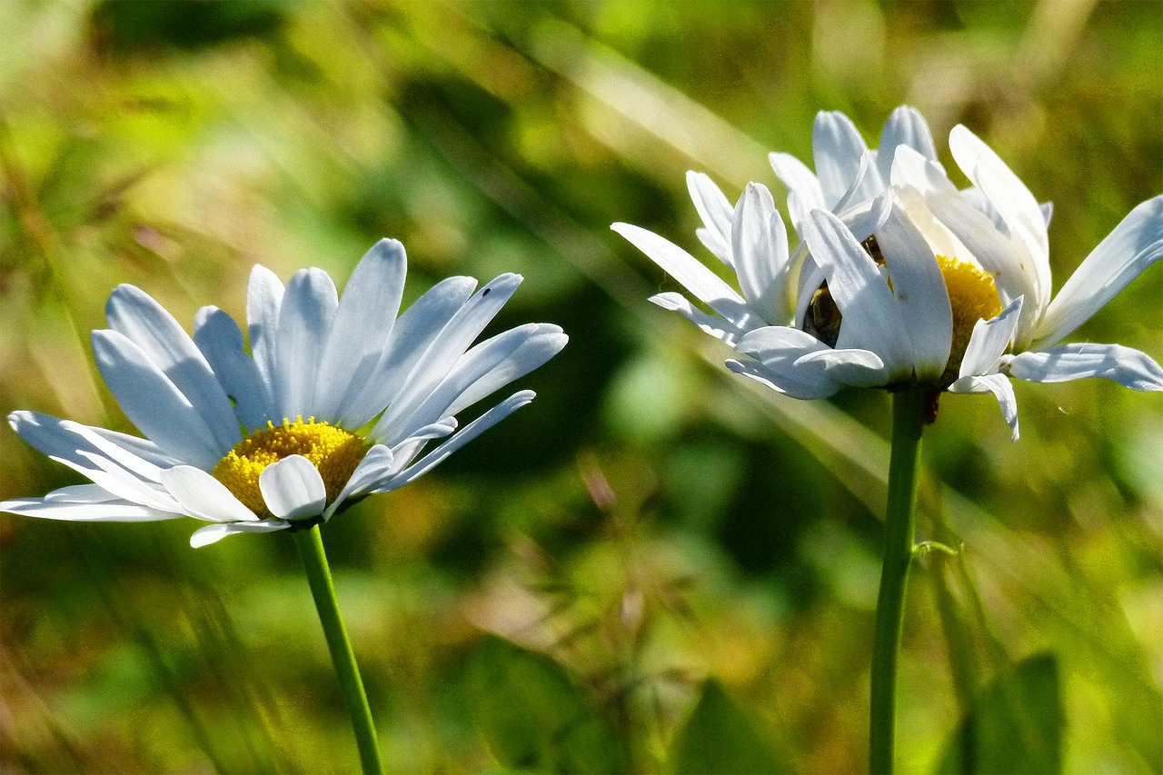 daisy flower white free photo