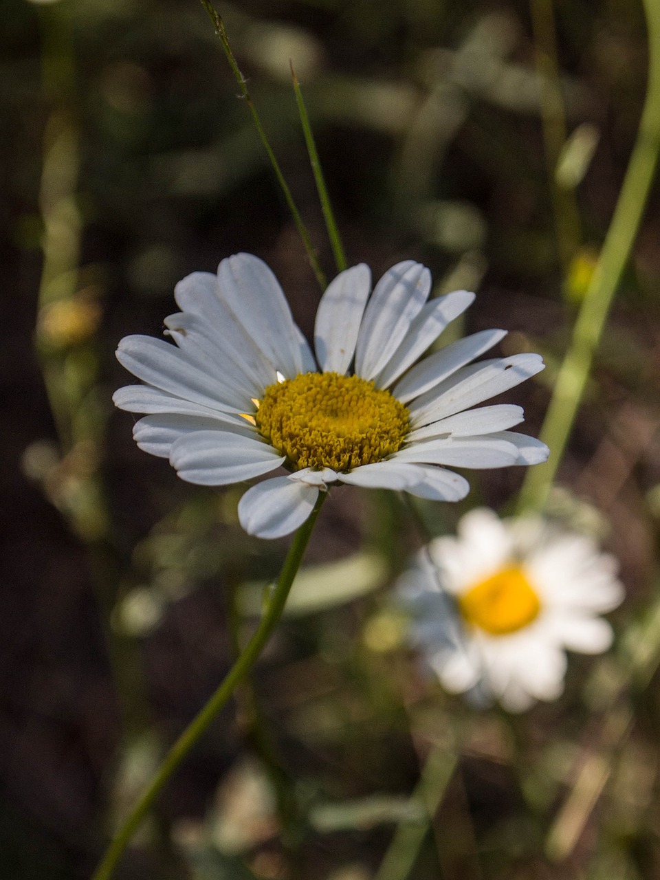 daisy flowers white free photo