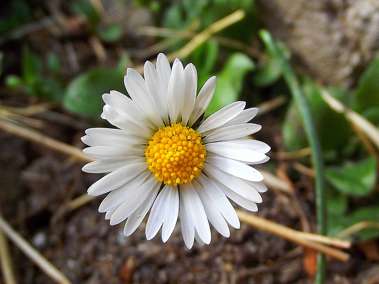 daisy macro flower free photo