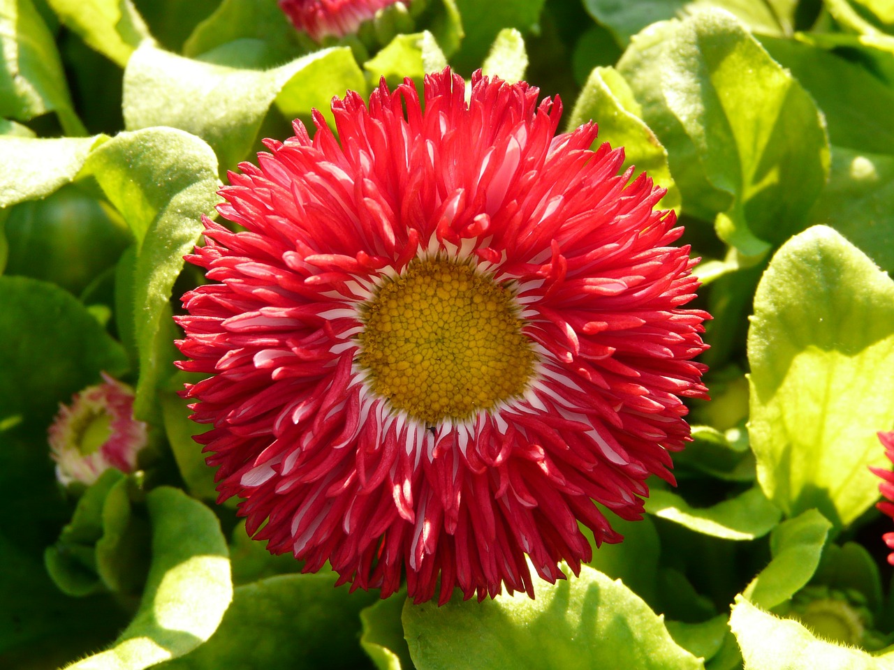 daisy red flower free photo