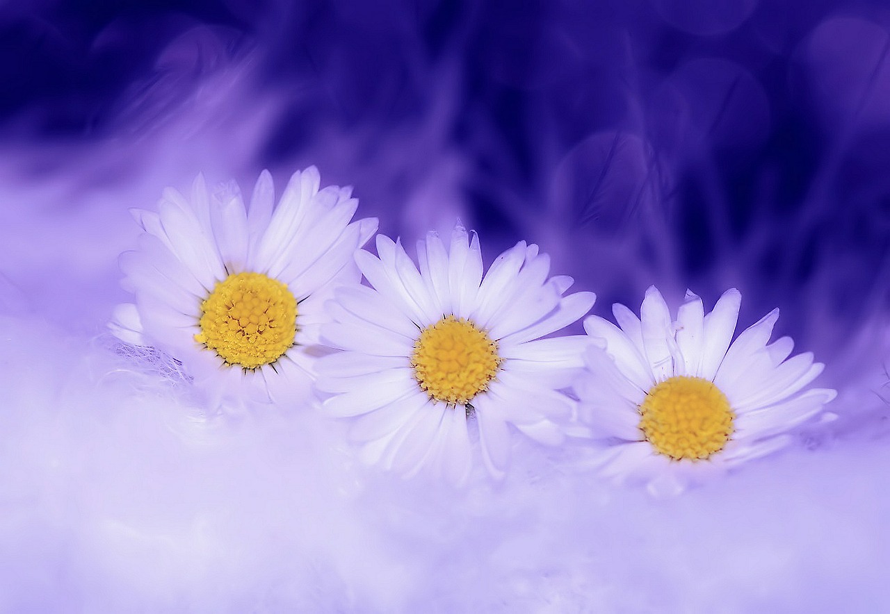 daisy flowers white free photo