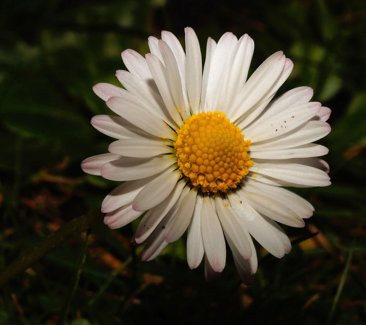 daisy flower blossom free photo