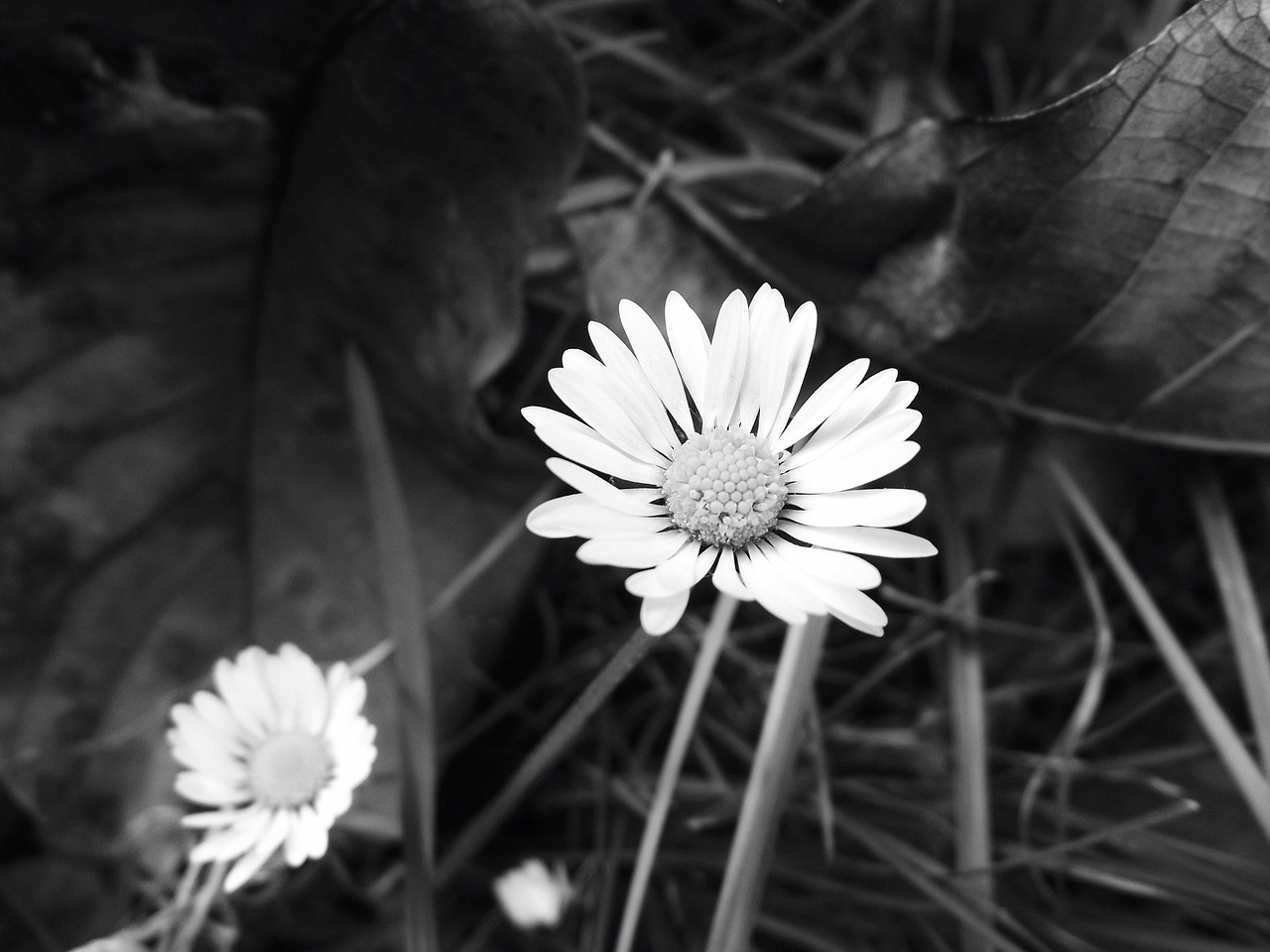 daisy plant black and white free photo