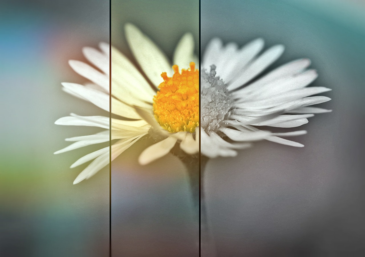 daisy flower blossom free photo