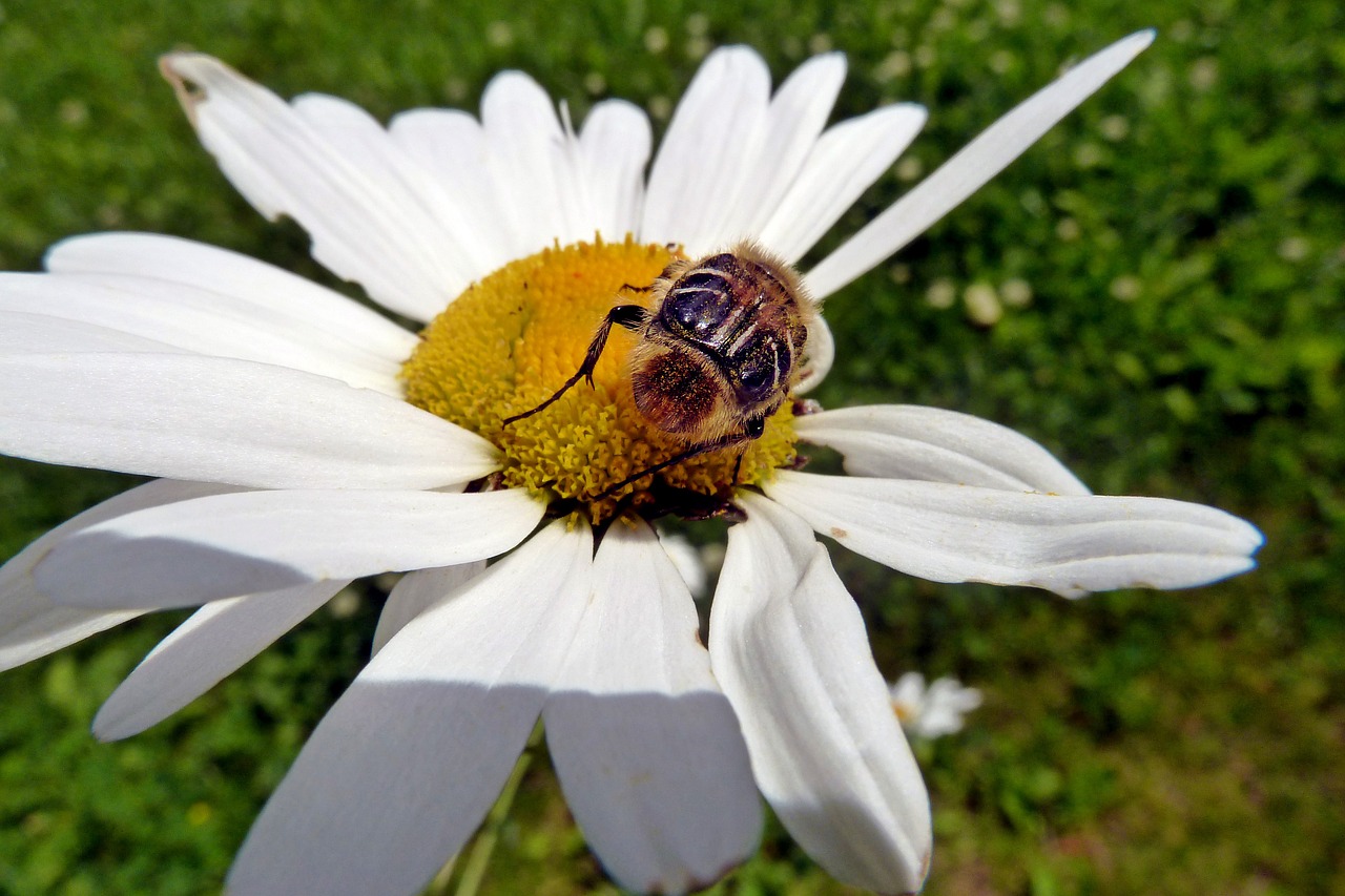 daisy wild flower free photo