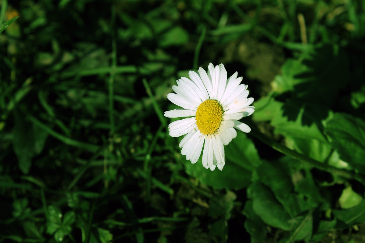 daisy grass green free photo