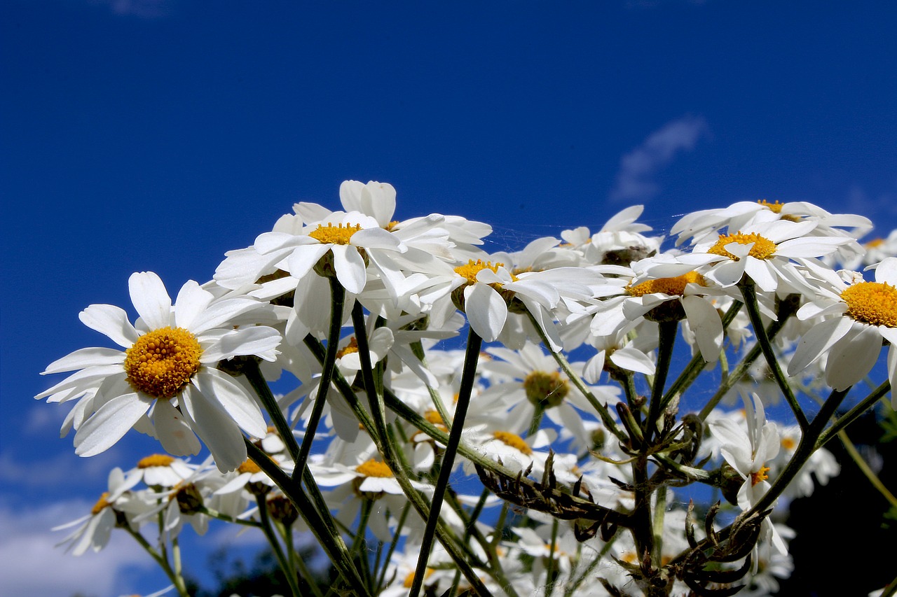 daisy flowers plants free photo