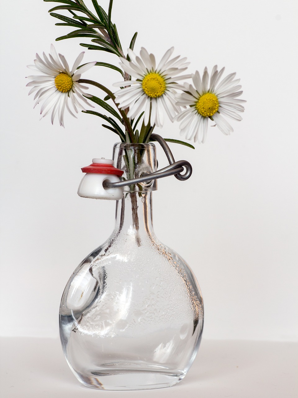 daisy bottle rosemary free photo