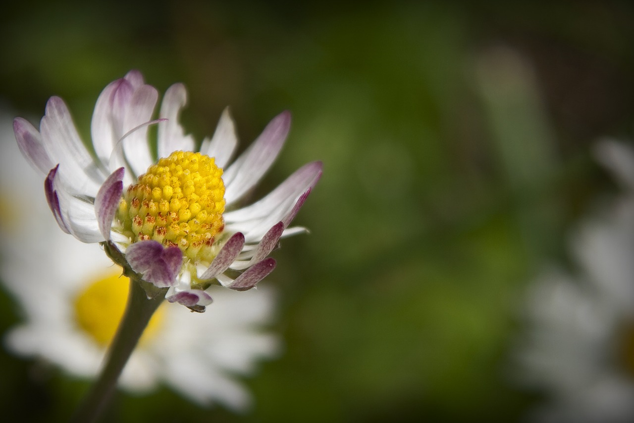 daisy flower nature free photo