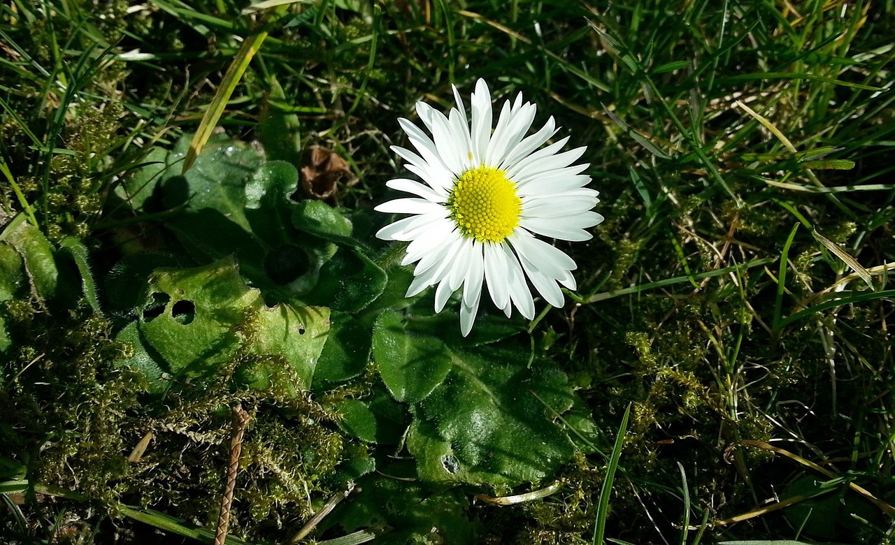 daisy spring meadow free photo