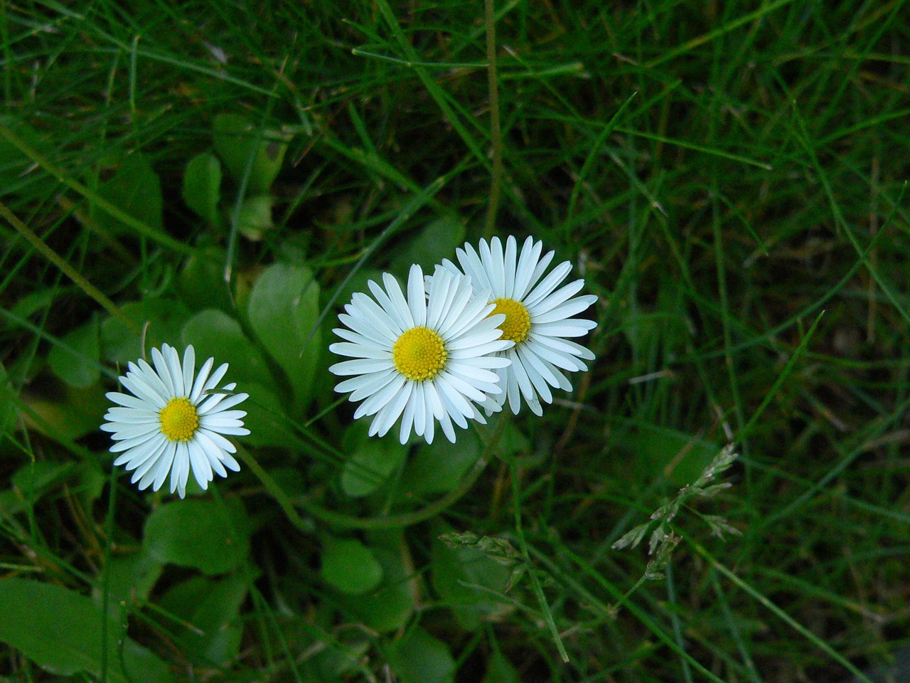 daisy grass nature free photo