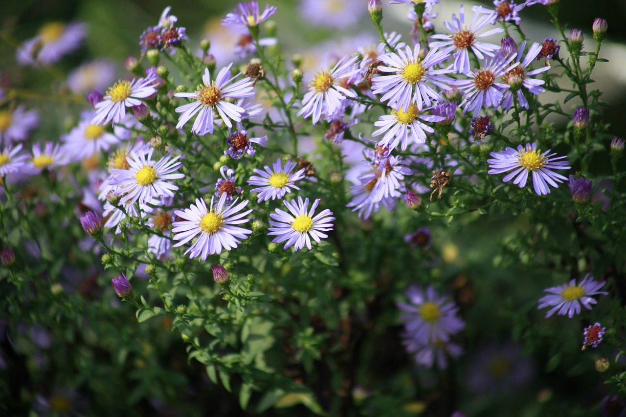 daisy flowers summer free photo