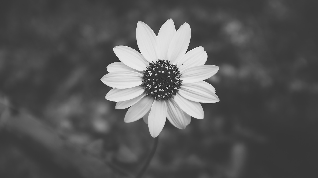 daisy black and white flower free photo