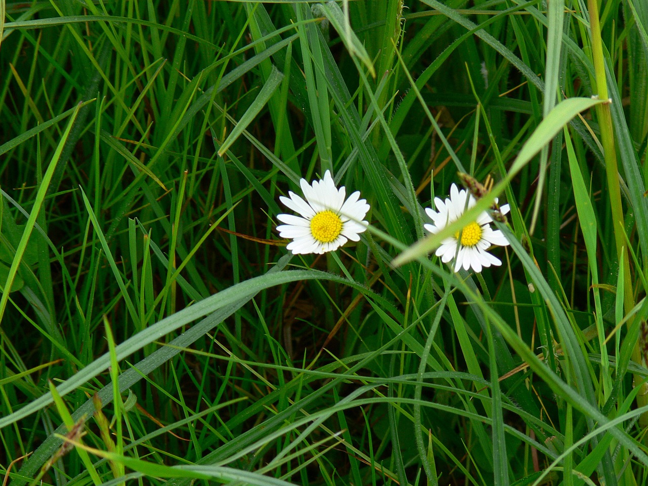 daisy grass pointed flower free photo