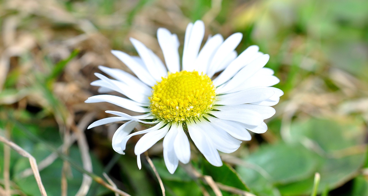 daisy white flower free photo