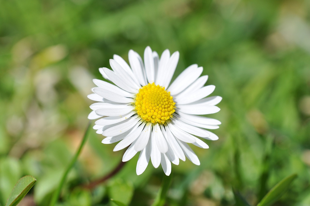 daisy flower blossom free photo