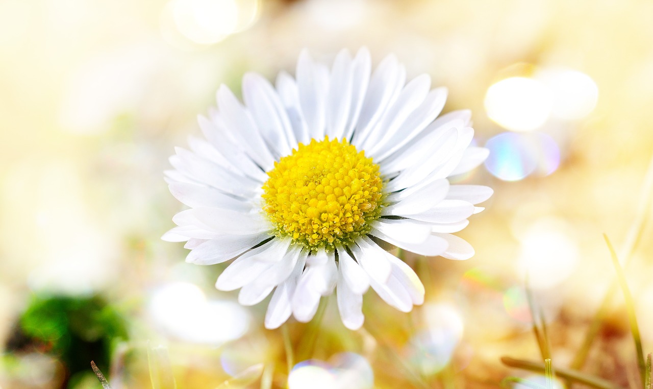 daisy flower blossom free photo