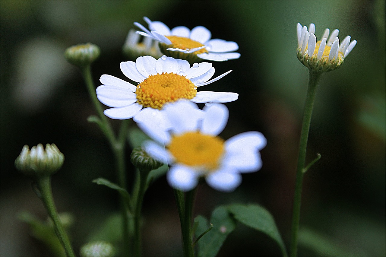 daisy daisies flowers free photo