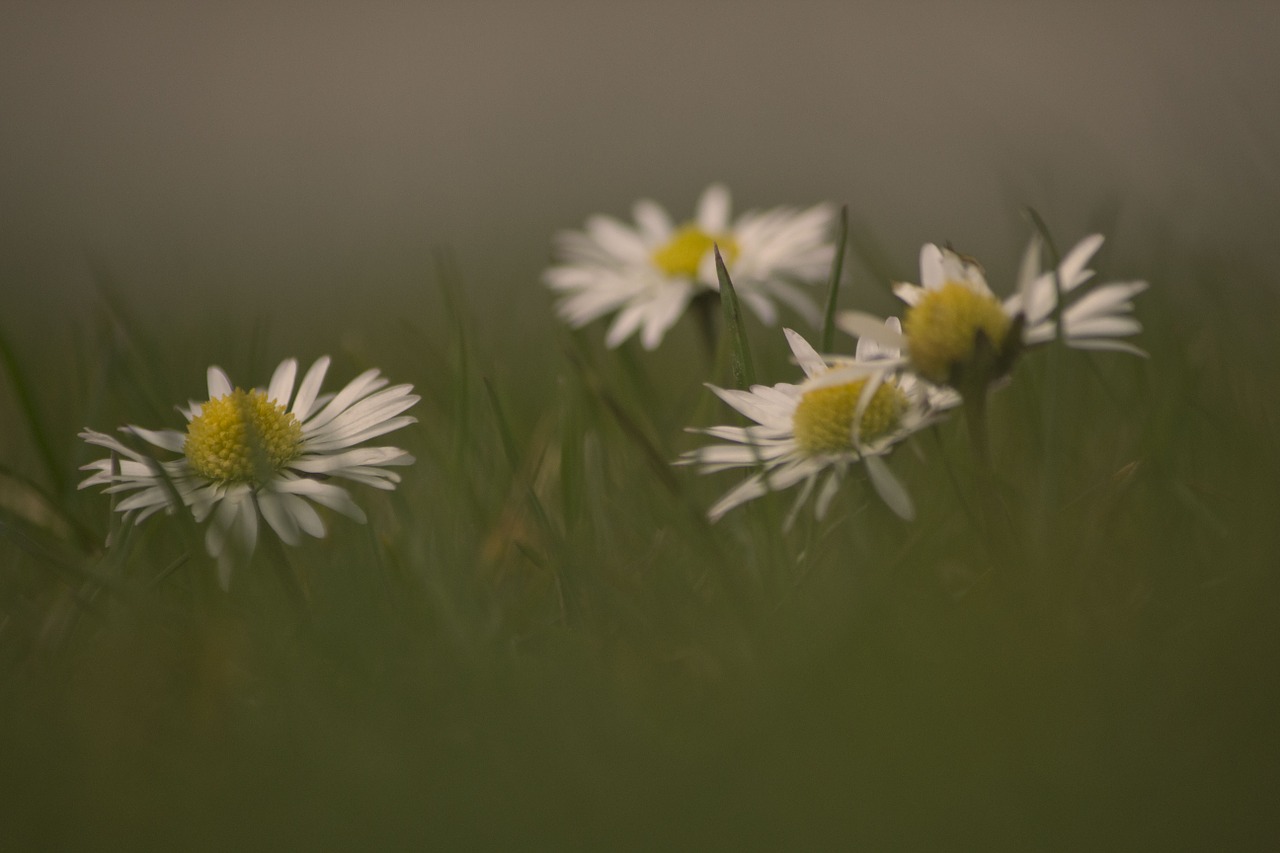 daisy flowers spring free photo