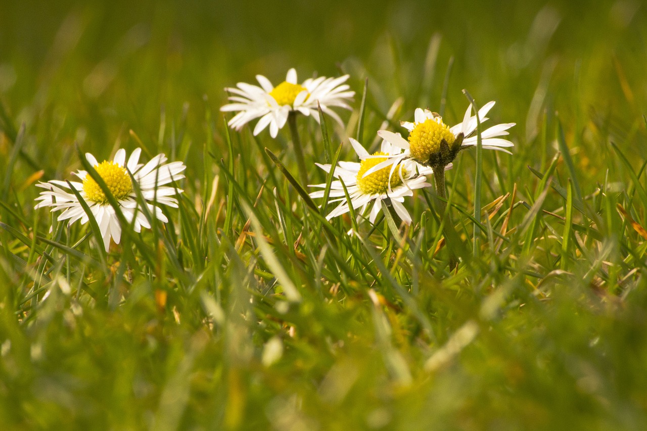 daisy white flowers free photo