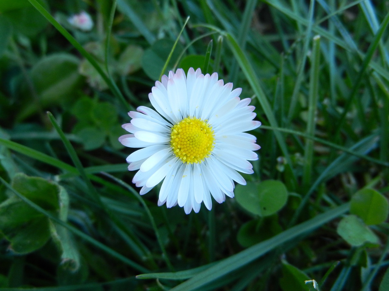 daisy flower spring free photo