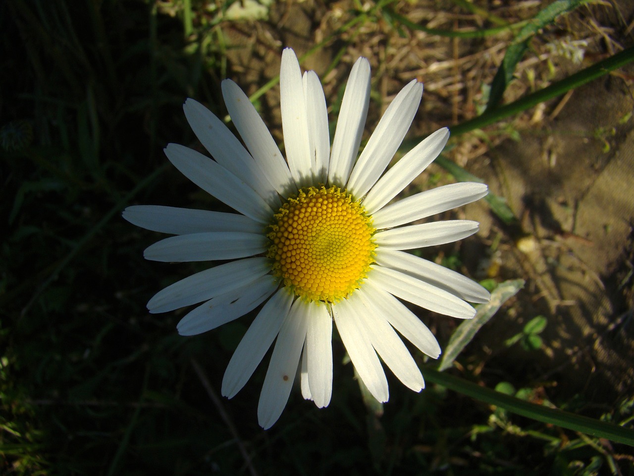 daisy flower summer free photo
