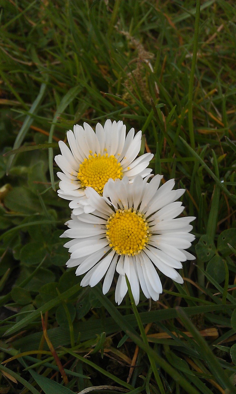 daisy nature flower free photo