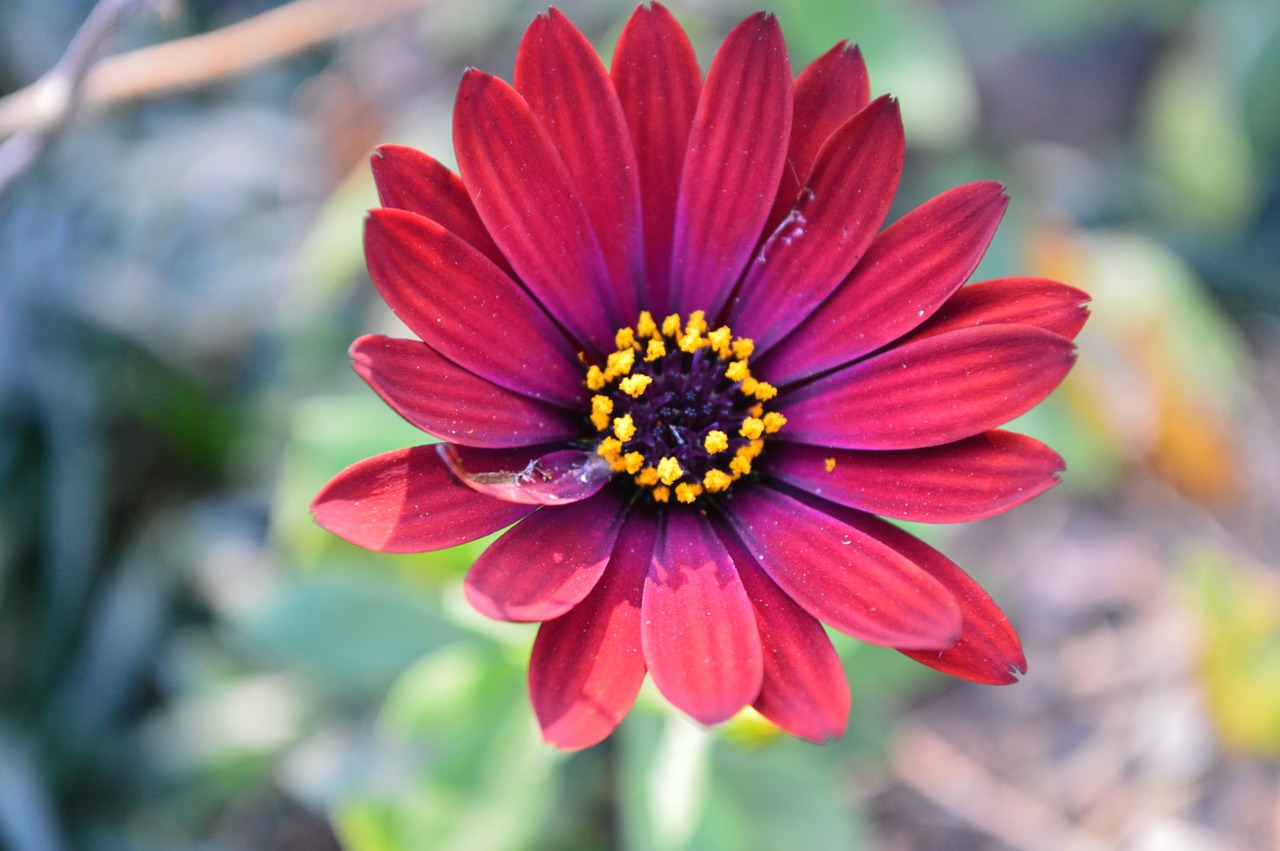 daisy flower red free photo