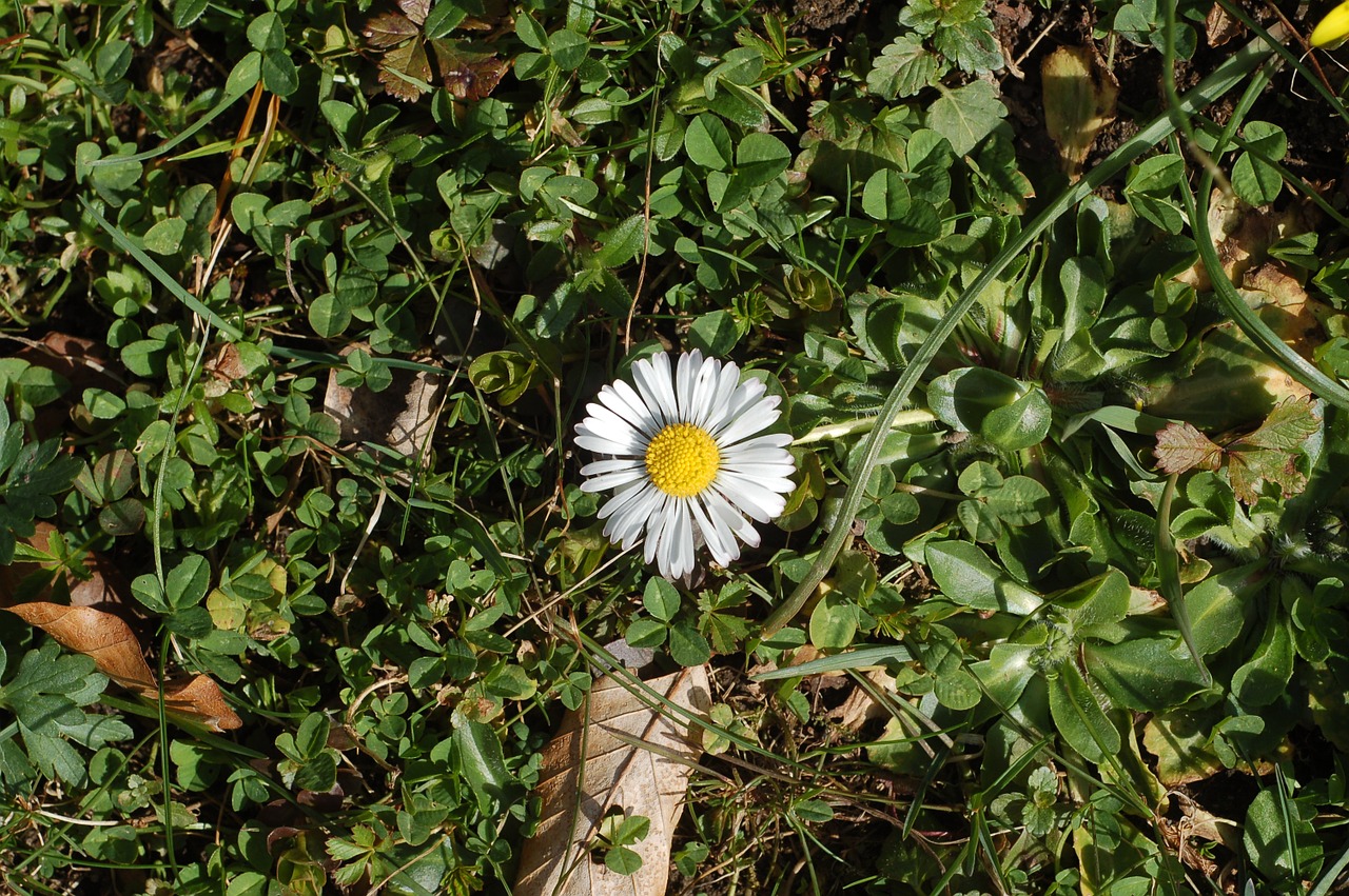 daisy spring flower free photo