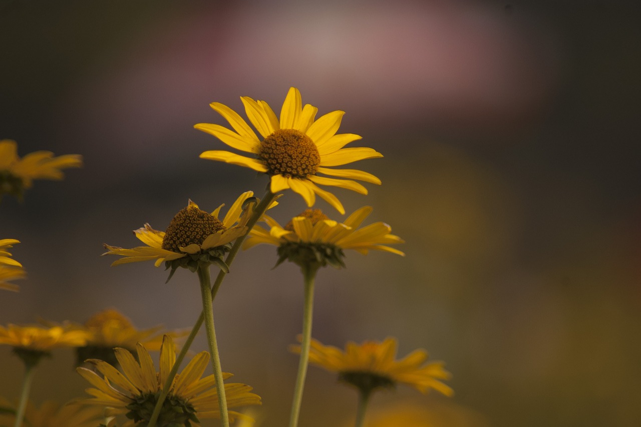 daisy picnic yellow color free photo