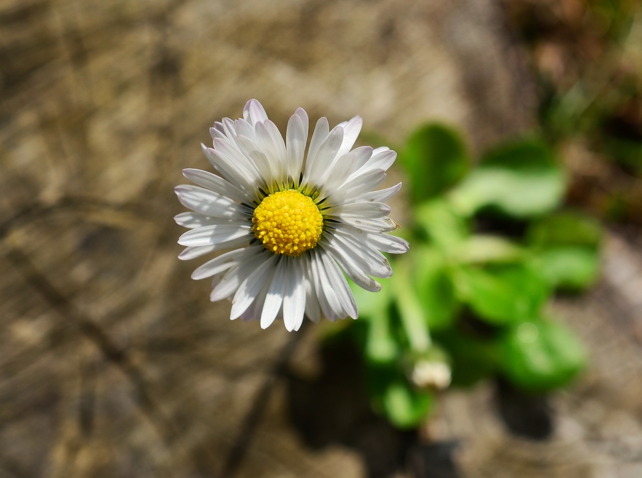 daisy meadow spring free photo