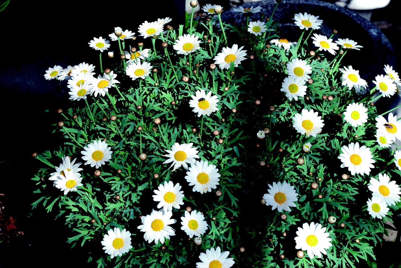 daisy white bush free photo