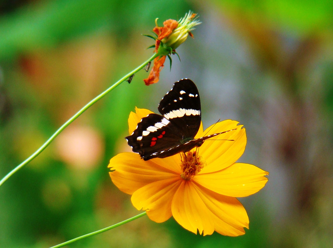 daisy butterfly yellow free photo