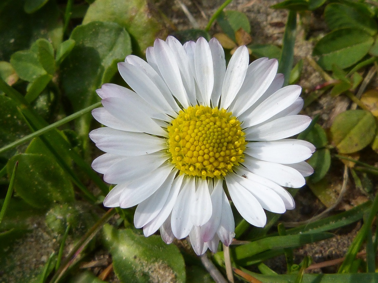 daisy close spring free photo