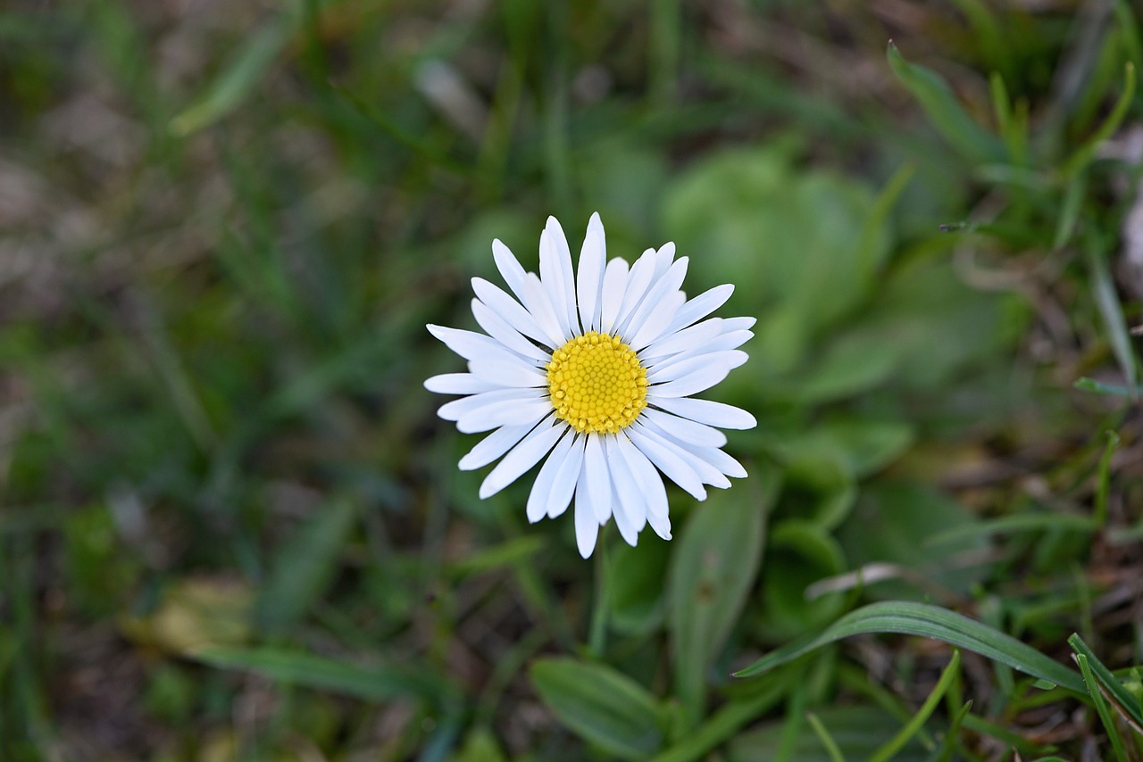 daisy flower white free photo