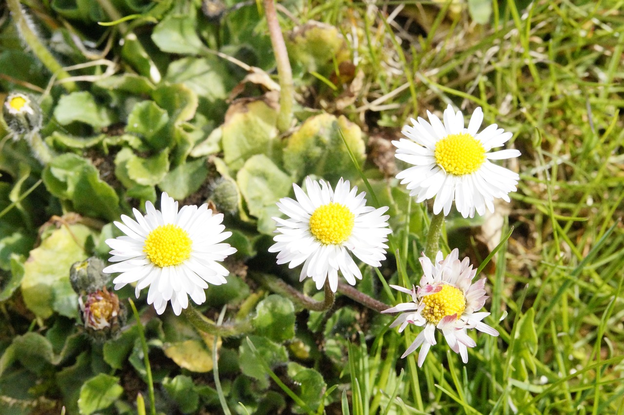 daisy flowers meadow free photo