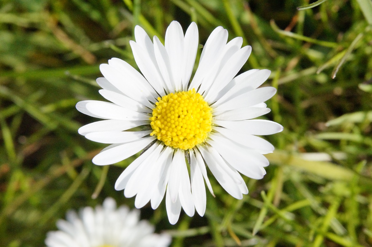 daisy flowers meadow free photo