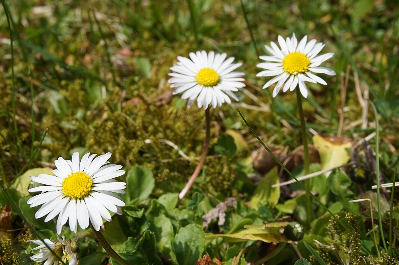 daisy flower white free photo