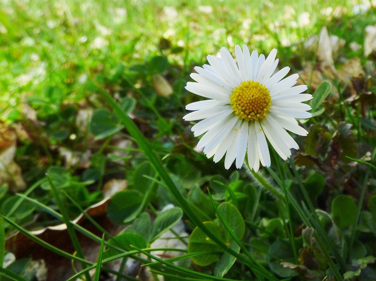 daisy flower nature free photo