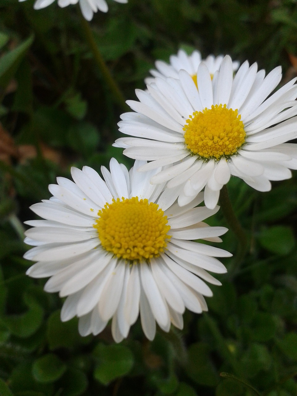 daisy white yellow free photo