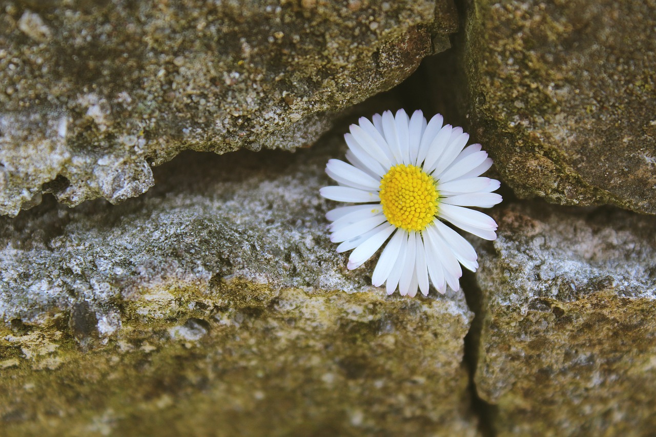 daisy stone stone wall free photo