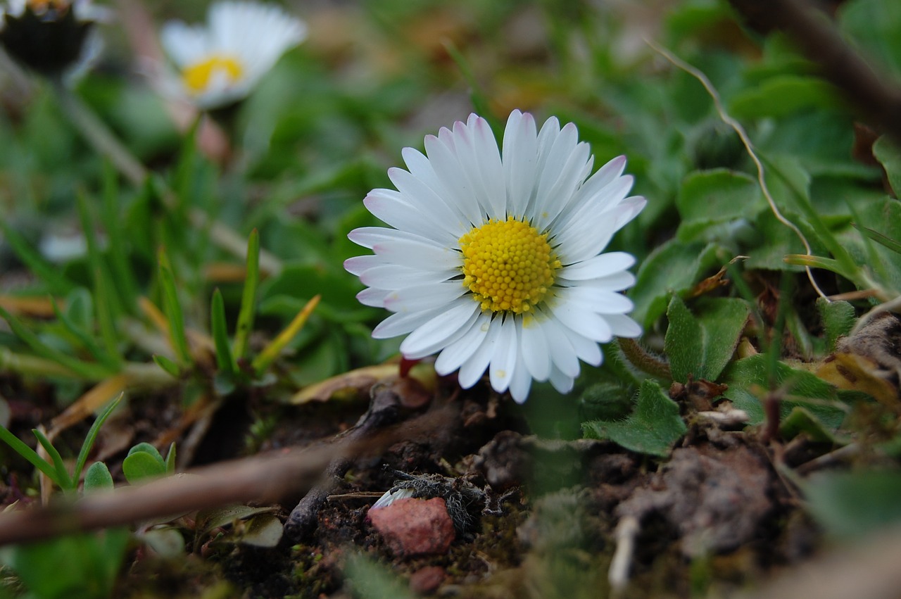 daisy flower macro free photo