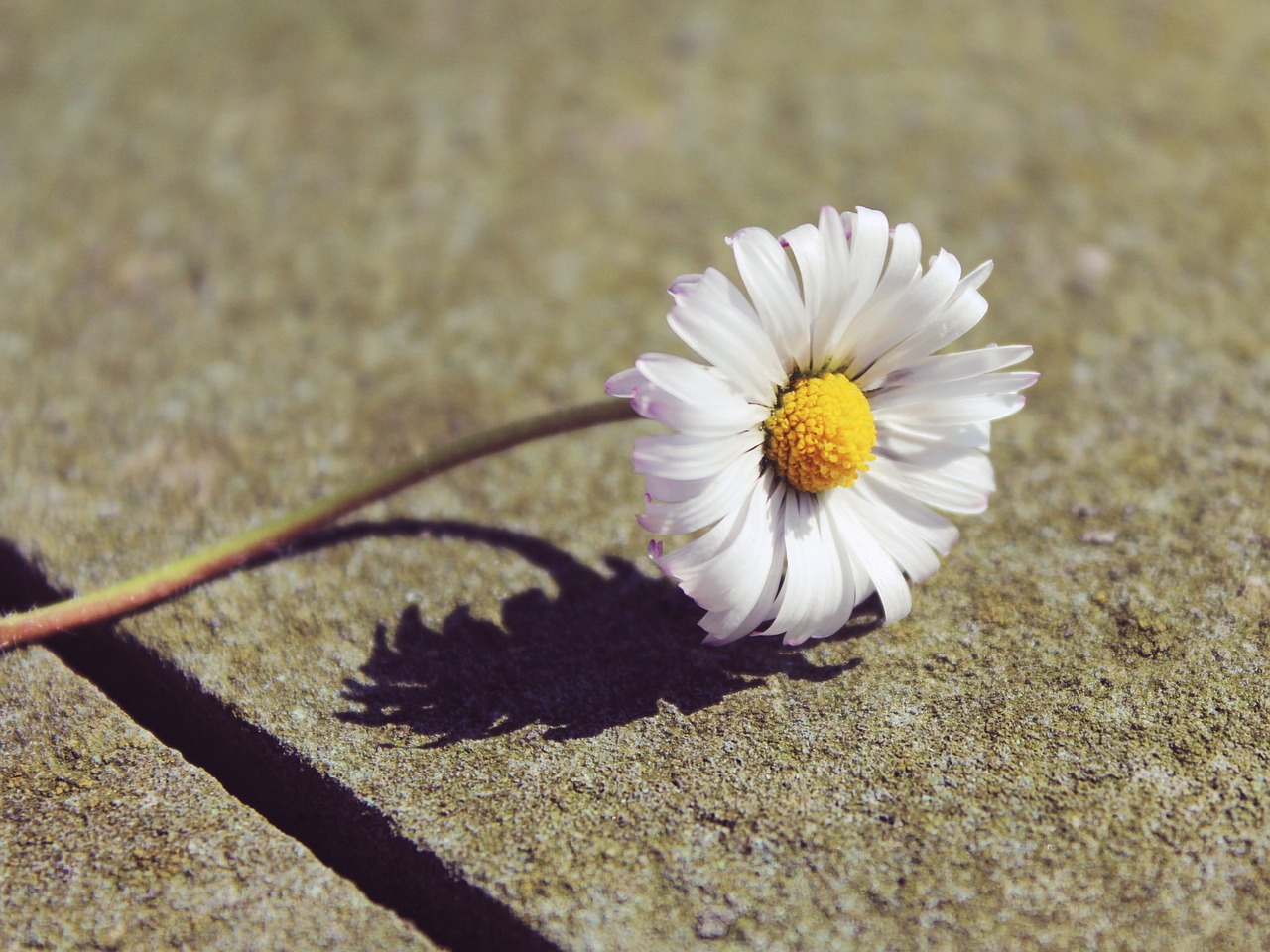 daisy stone spring free photo