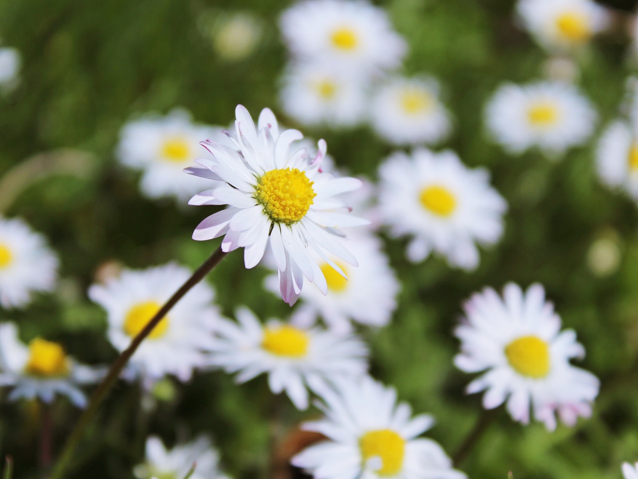 daisy meadow flowers free photo