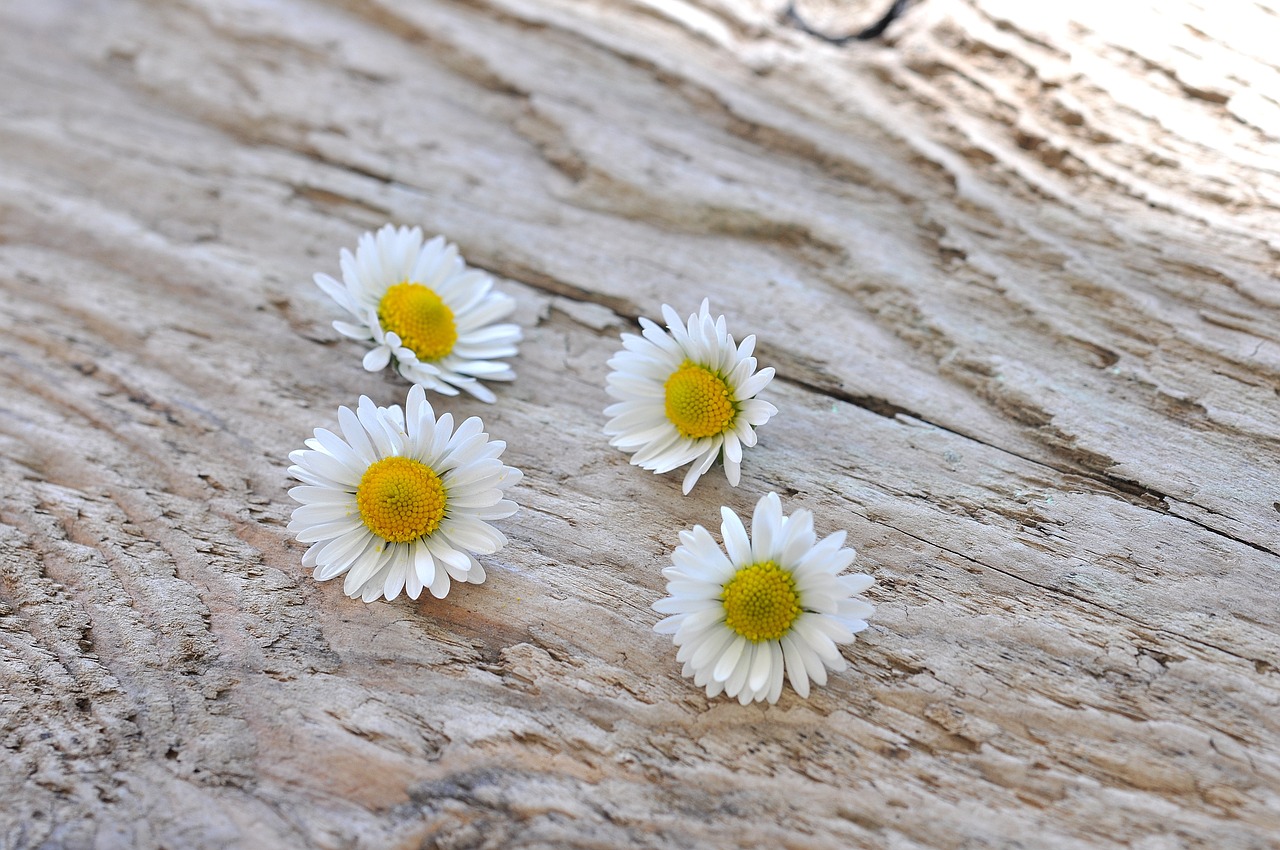 daisy white flowers free photo