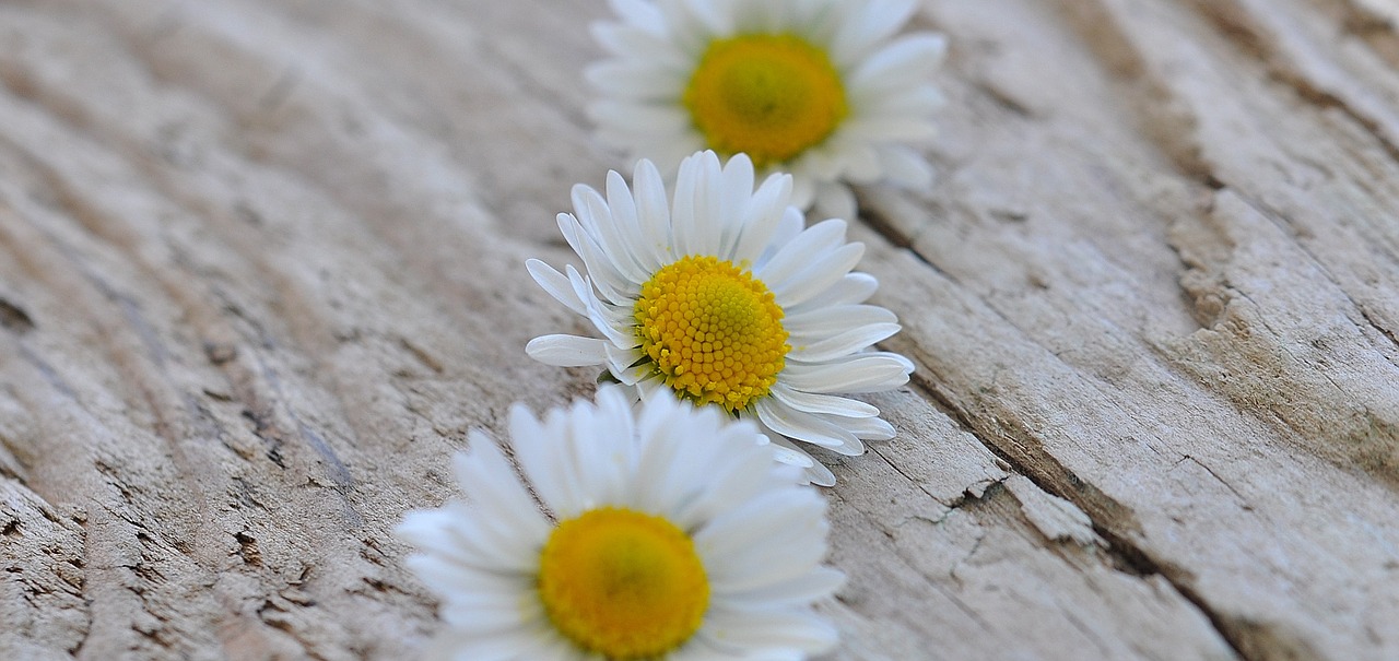 daisy flowers white free photo