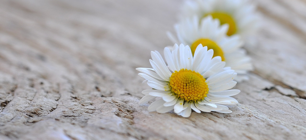 daisy white flowers free photo