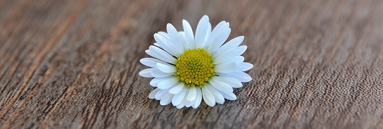 daisy flower blossom free photo